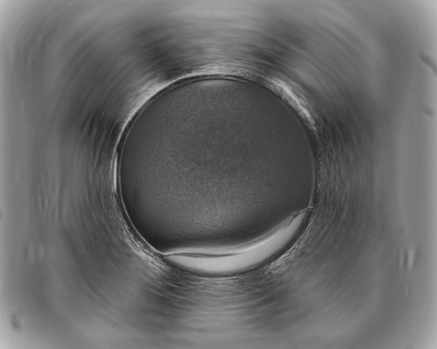 X0000096431276200802071717
