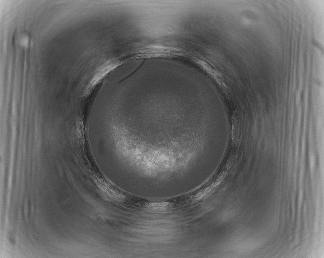 X0000096431453200802071714