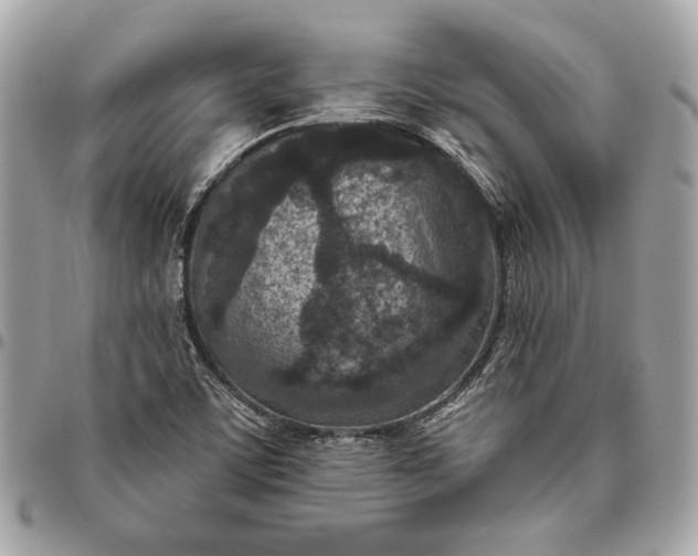 X0000096431459200802071714