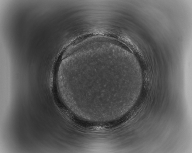 X0000096430496200802141435