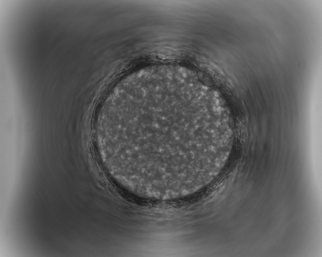 X0000096431009200802141427