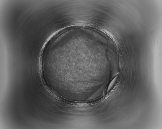X0000096431120200802141426