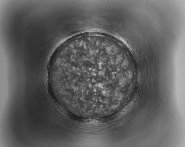 X0000096431263200802141425