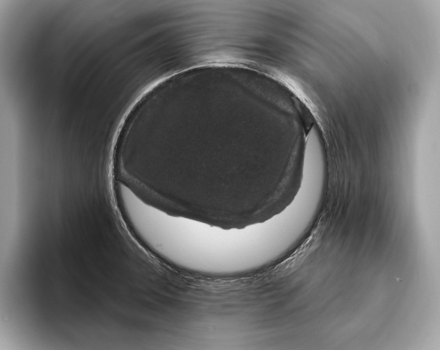 X0000096431331200802141424