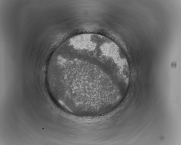 X0000096430018200802211157