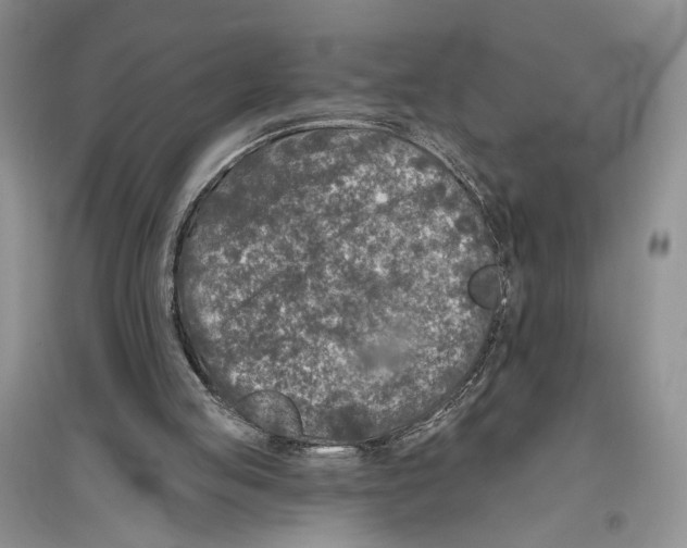 X0000096430053200802211156