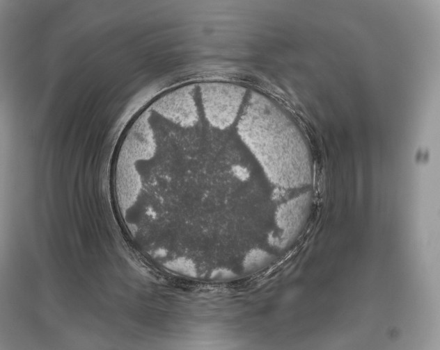 X0000096430099200802211156