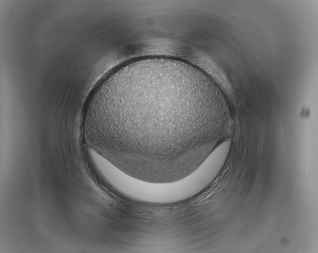 X0000096430156200802211155