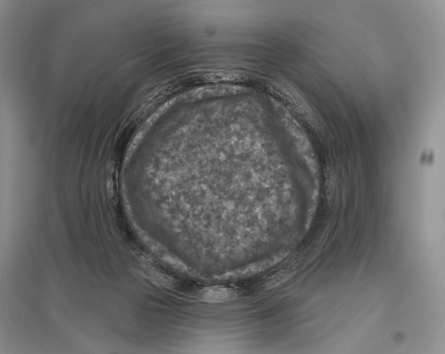 X0000096430169200802211155