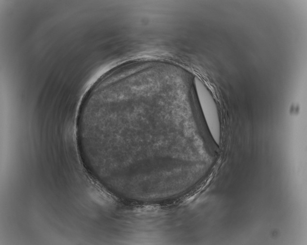 X0000096430196200802211155
