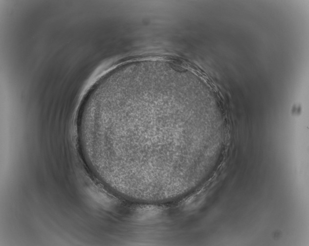 X0000096430198200802211155