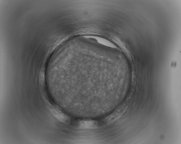 X0000096430202200802211155