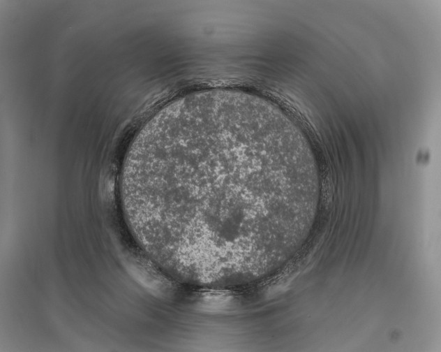 X0000096430214200802211155