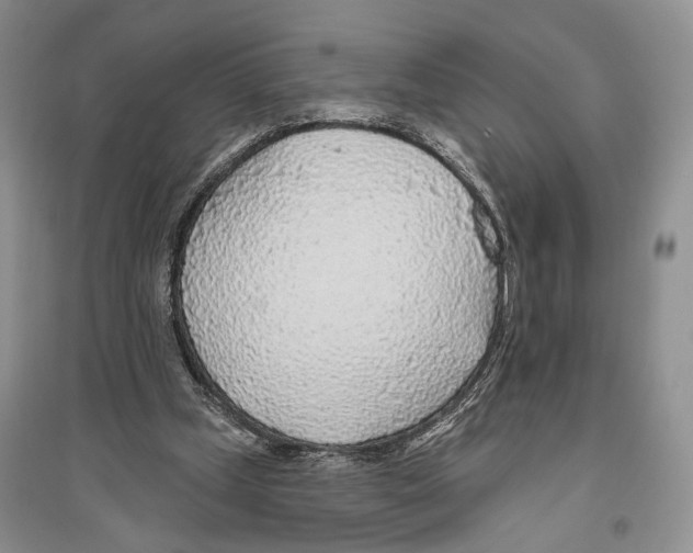 X0000096430249200802211154