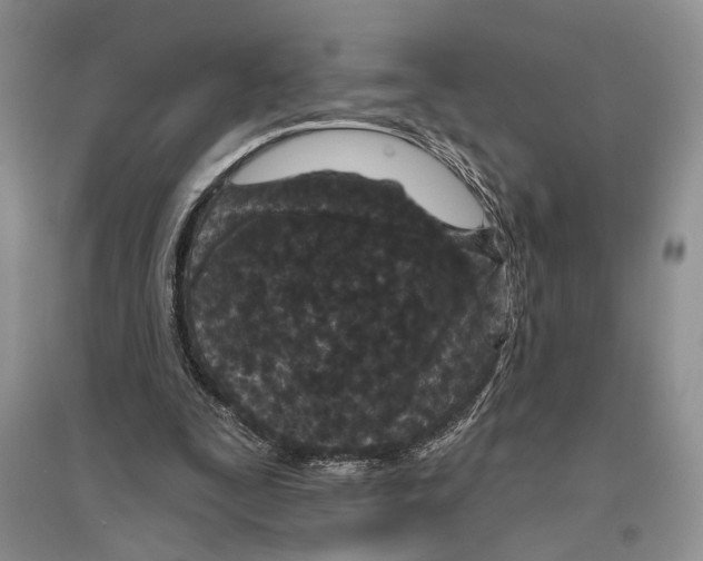 X0000096430295200802211153