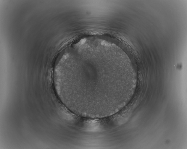 X0000096430325200802211153
