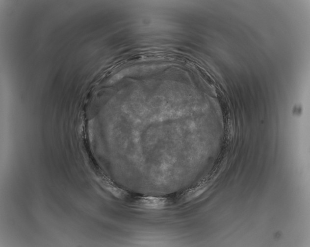 X0000096430328200802211153