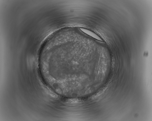 X0000096430351200802211152
