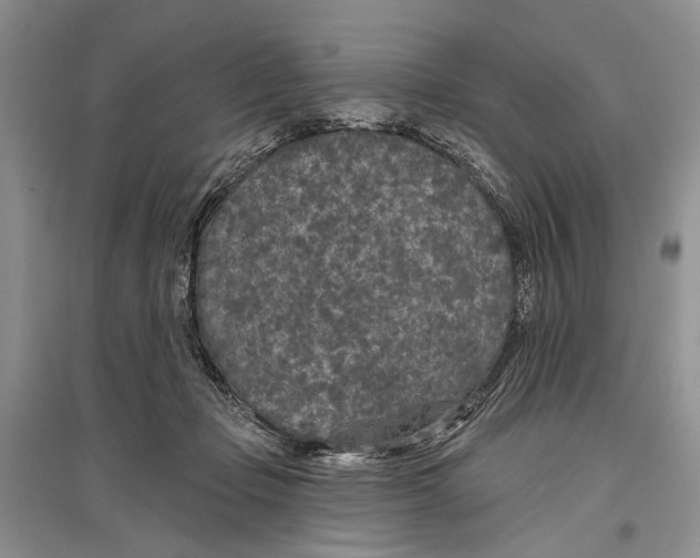 X0000096430365200802211152