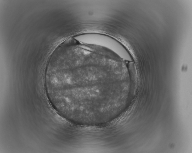 X0000096430385200802211152