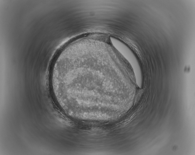 X0000096430388200802211152