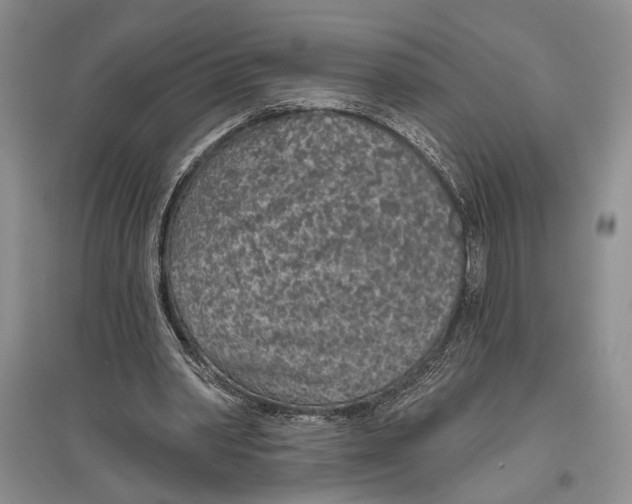 X0000096430390200802211152