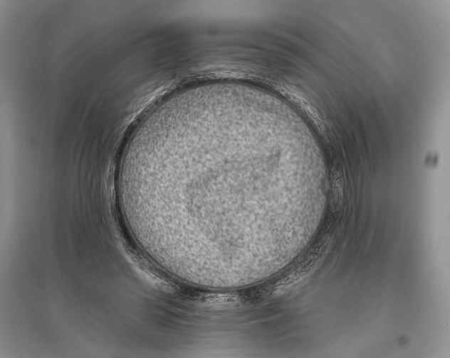X0000096430398200802211152
