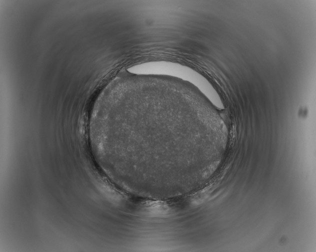 X0000096430424200802211151