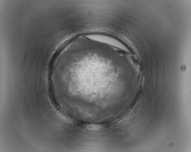 X0000096430444200802211151