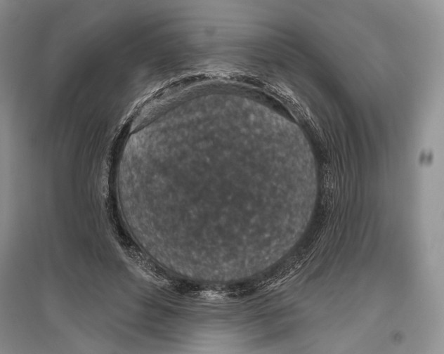 X0000096430496200802211150