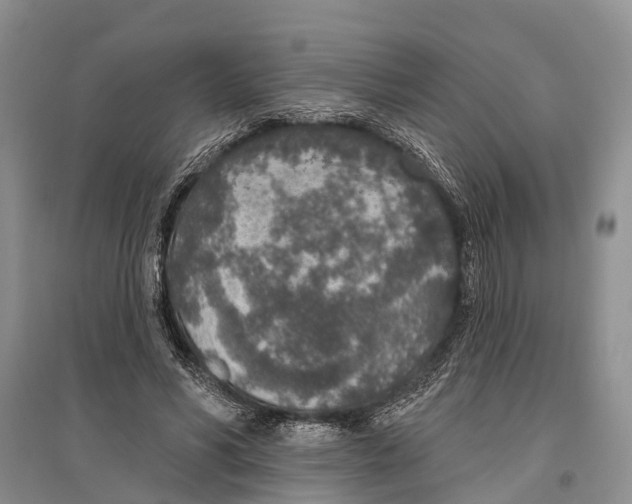 X0000096430590200802211149