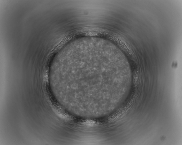 X0000096430598200802211149