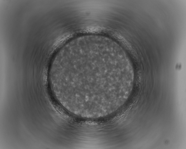 X0000096430640200802211148
