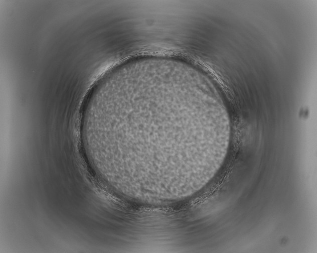 X0000096430679200802211148