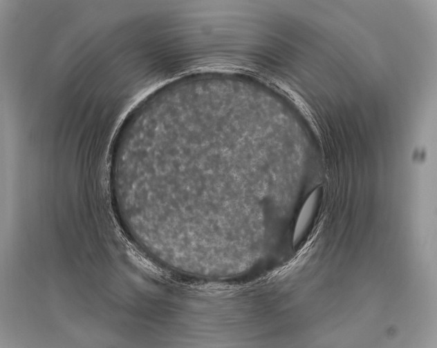 X0000096430779200802211146