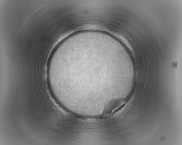 X0000096430839200802211145