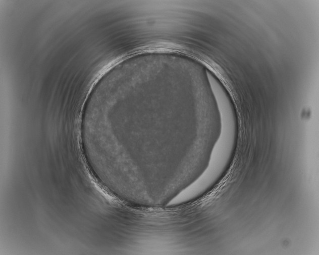 X0000096430850200802211145