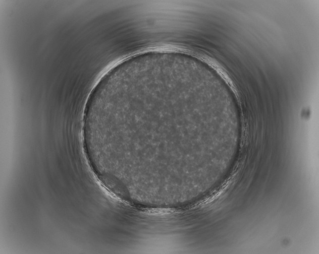 X0000096430853200802211145