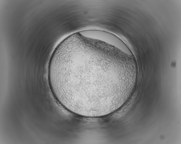 X0000096430862200802211146