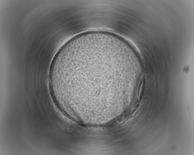 X0000096430895200802211144