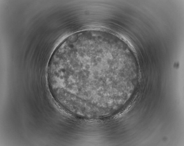 X0000096430899200802211144