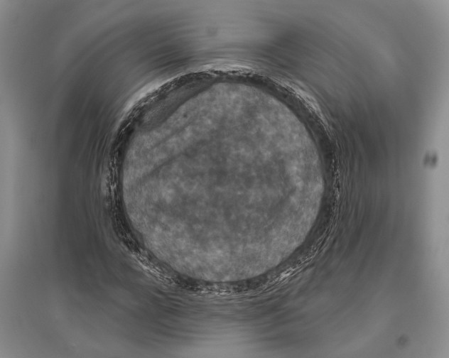 X0000096430920200802211143