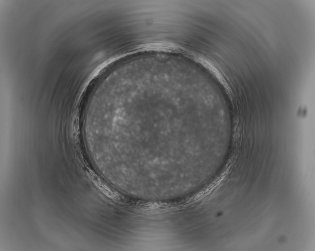X0000096430923200802211143