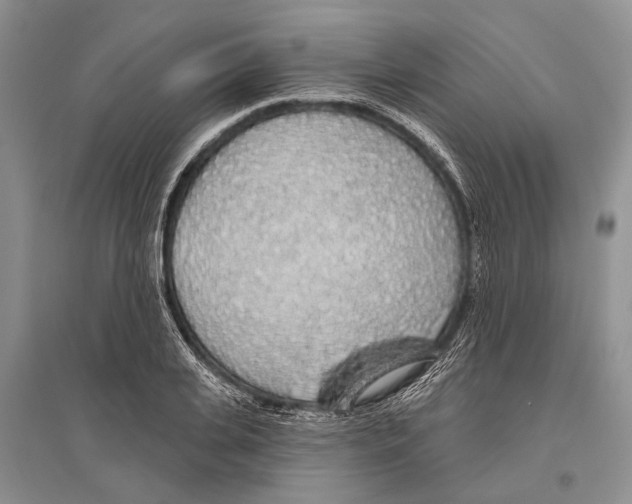 X0000096430935200802211144
