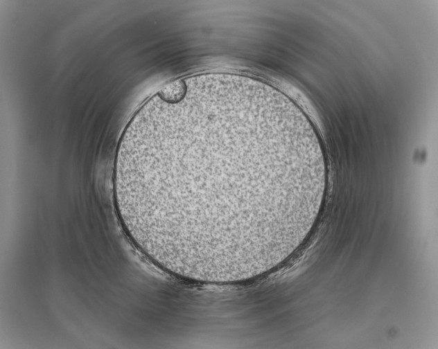 X0000096430954200802211144