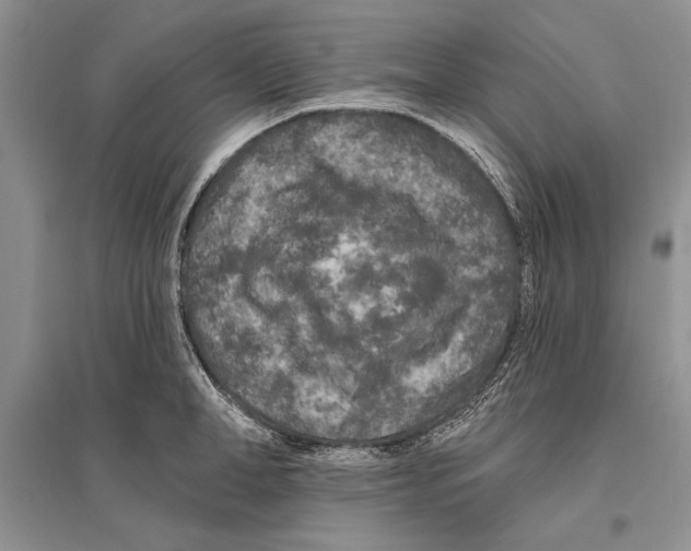 X0000096430998200802211143