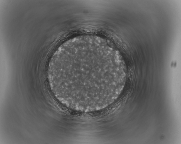 X0000096431009200802211142