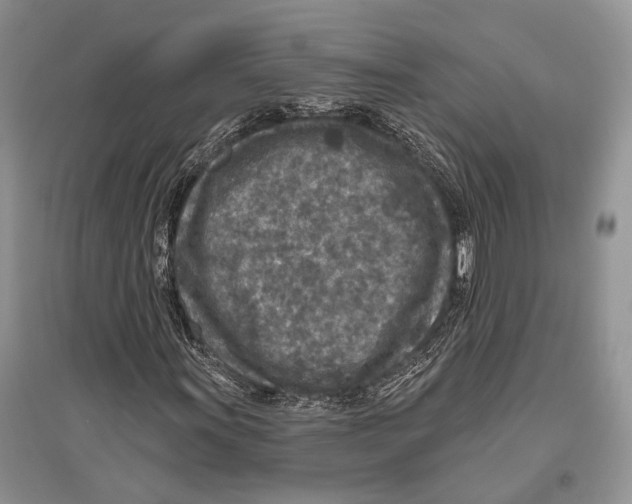 X0000096431011200802211142