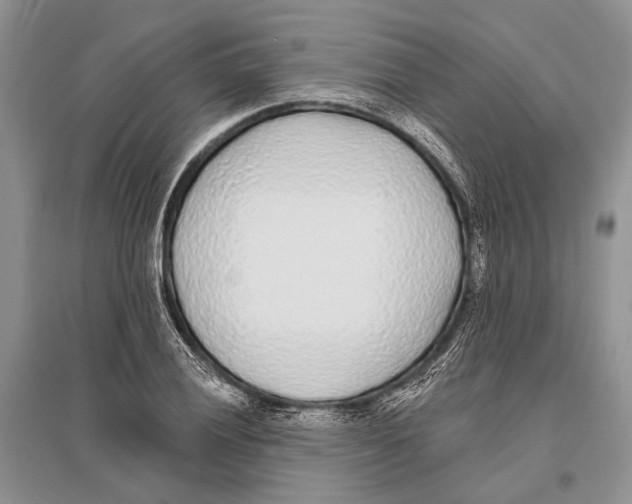 X0000096431028200802211142