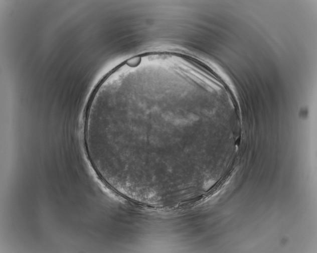 X0000096431053200802211143